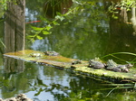 FZ008027 Marsh frogs (Pelophylax ridibundus) on plank.jpg